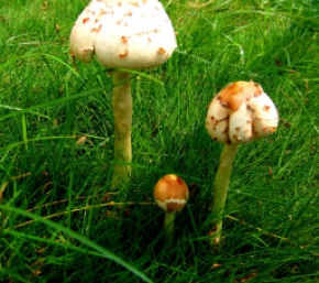 菌類(lèi)提取物二