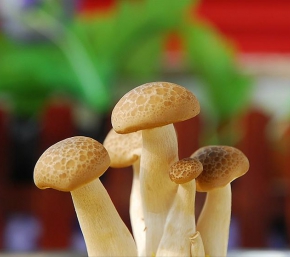菌類(lèi)提取物一